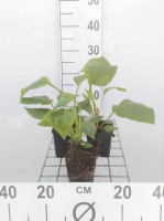 Echinacea purpurea   Zonnehoed   pot 9x9 cm  