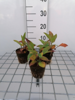Echinacea purpurea   biopot ø8 cm
