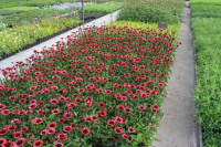 Echinacea purpurea 'Vintage Wine'   pot 9x9 cm