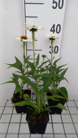 Echinacea purpurea 'White Meditation'   pot 9x9 cm