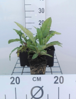 Echinops ritro   pot 9x9 cm  