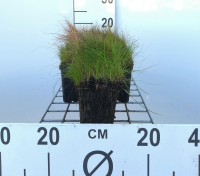Eleocharis acicularis   pot 9x9 cm