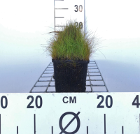 Eleocharis acicularis   pot 11x11 cm