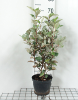 Elaeagnus x ebbingei   pot   40 60 cm  