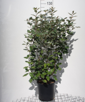 Elaeagnus x ebbingei 'Compacta'   pot 10L   80+ cm