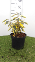 Elaeagnus x ebbingei 'Gilt Edge'   pot   30 40 cm