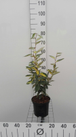 Elaeagnus x ebbingei 'Limelight'   pot   30 40 cm  