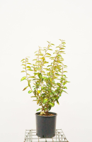 Elaeagnus x ebbingei 'Limelight'   pot 10L   60 80 cm