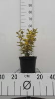 Elaeagnus x ebbingei 'Viveleg' (Chalef)   pot   30 40 cm