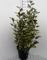 Elaeagnus x ebbingei 'Viveleg' (Chalef)   pot 10L   60 80 cm