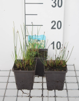 Eleocharis palustris   pot 9x9 cm  
