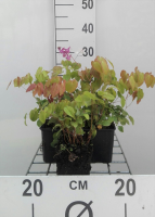 Epimedium grandiflorum 'Lilafee'   pot 9x9 cm  