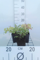 Epimedium grandiflorum   pot 9x9 cm  