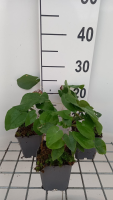 Epimedium pubigerum 'Orangekönigin'   pot 9x9 cm  