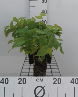 Epimedium x rubrum   pot 9x9 cm  