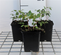 Epimedium x youngianum 'Niveum'   pot 9x9 cm  