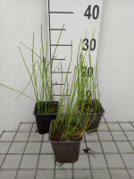 Equisetum fluviatile   pot 9x9 cm  