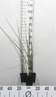 Equisetum 'Japonicum'   pot 9x9 cm