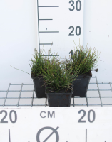 Equisetum scirpoides   pot 9x9 cm