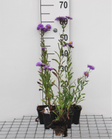 Erigeron 'Azure Beauty'   pot 9x9 cm  