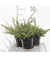 Erica x darleyensis 'Kramer's Rote'   pot diameter 10,5 cm   10 12 cm  