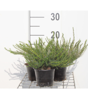 Erica x darleyensis 'White Perfection'   pot diameter 10,5 cm   10 12 cm  