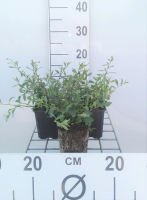 Erigeron karvinskianus   Muurfijnstraal   pot 9x9 cm  