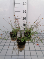 Erigeron karvinskianus   biopot diameter 8 cm