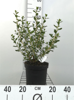 Escallonia 'C.F. Ball'   pot   40 50 cm