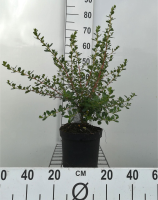 Escallonia 'Donard Seedling'   pot   40 50 cm  