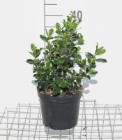Escallonia 'Iveyi'   pot   30 40 cm  