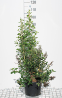 Escallonia 'Iveyi'   pot 10L   50 60 cm  