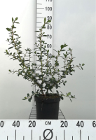 Escallonia rubra 'Crimson Spire'   pot   40 50 cm  
