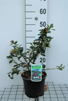 Escallonia rubra var. Macrantha   pot   40 50 cm