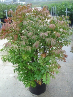 Euonymus alatus 'Compactus'   pot 12L   60 80 cm