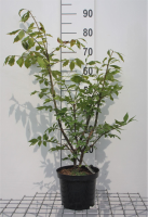 Euonymus alatus   pot   30 40 cm