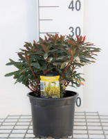 Euphorbia amygdaloides 'Purpurea'   pot 2L  