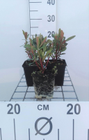 Euphorbia amygdaloides 'Purpurea'   pot 9x9 cm  