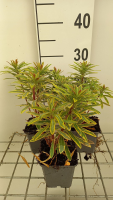 Euphorbia 'Ascot Rainbow'   pot 9x9 cm