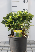 Euphorbia amygdaloides var. Robbiae   pot 2L