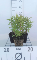 Eupatorium cannabinum   pot 9x9 cm  