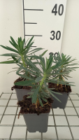 Euphorbia characias 'Black Pearl'   pot 9x9 cm