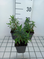 Euphorbia characias 'Forescate'   pot 9x9 cm  