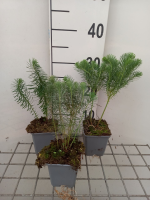Euphorbia cyparissias   pot 9x9 cm