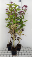 Eupatorium 'Baby Joe'   pot 9x9 cm  