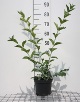 Euonymus europaeus 'Red Cascade'   pot   50 60 cm