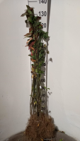 Euonymus europaeus   blote wortel   60 90 cm   3 5 takken