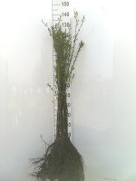 Euonymus europaeus   blote wortel   60 90 cm