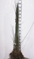 Euonymus europaeus   blote wortel   90 120 cm
