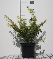 Euonymus fortunei 'Interbolwi' (Blondy)   pot   20 30 cm